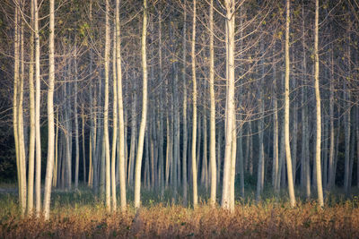 Pine trees in forest