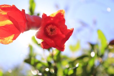 Close-up of red flowers