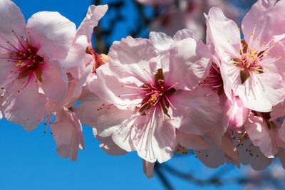 Close-up of pink flowers blooming on tree