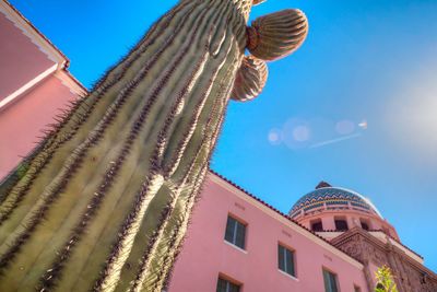 Low angle view of cactus against pink building