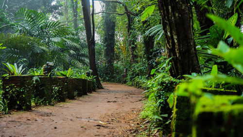 Footpath amidst trees in forest