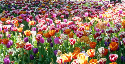 Full frame shot of multi colored tulips