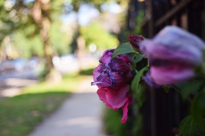 Close-up of purple flower blooming outdoors