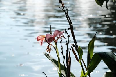 Close-up of flowering plant against water