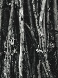 Full frame shot of bamboo trees