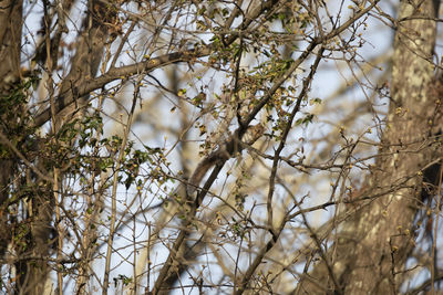 Low angle view of flowering plants on branch