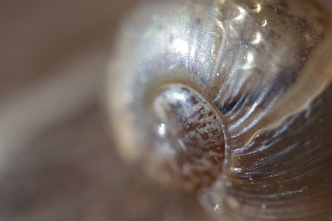 MACRO SHOT OF SPIRAL SHELL