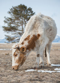 Close-up of lion standing on field against sky
