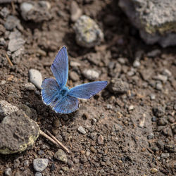 Close-up of butterfly on rock