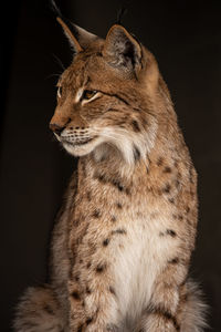 Eurasian lynx sitting down