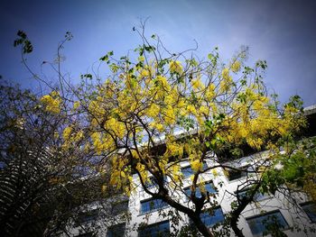 Low angle view of tree against sky