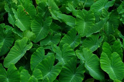 Full frame shot of green leaves