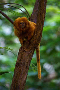 Close-up of monkey on tree