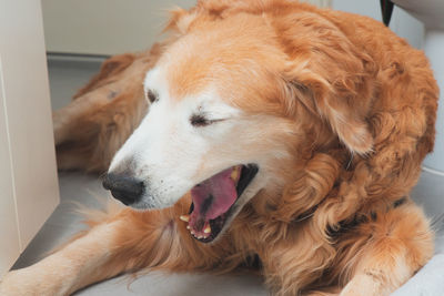 Close-up of dog lying at home