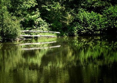 Reflection of trees in calm lake