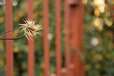 Close-up of dandelion flower on field