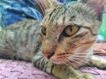 Close-up portrait of cat