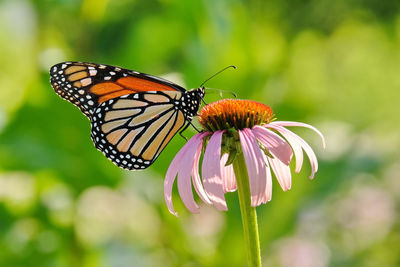 Close-up of butterfly pollinating on flower