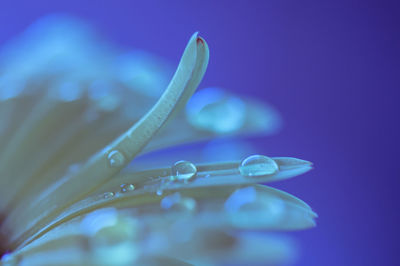 Close-up of water drops on purple flower