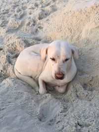 High angle view of dog resting on beach