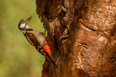 Close-up of birds perching on tree trunk