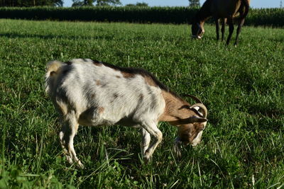 Side view of sheep on field