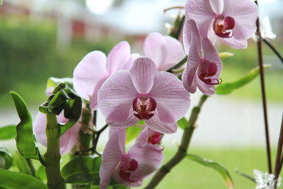 Close-up of pink flowers blooming in garden