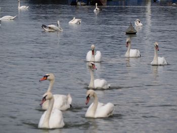 Swans and ducks in lake