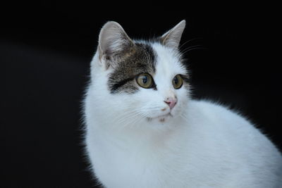 pet