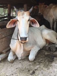 Portrait of cambodian cow in myanmar. 