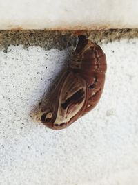 Close-up of butterfly