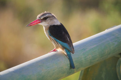 Close-up of bird perching on railing