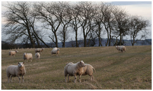 Sheep grazing in a field