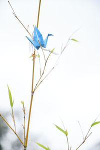 Close-up of insect on plant