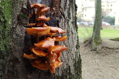 Close-up of mushroom in forest