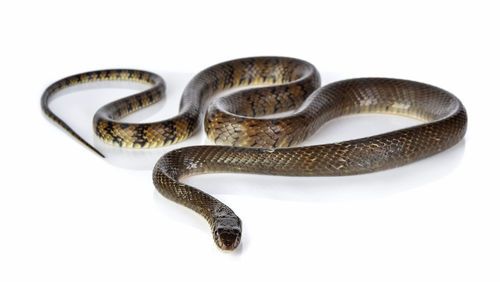 High angle view of snake against white background