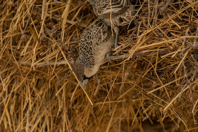 Close-up of a bird