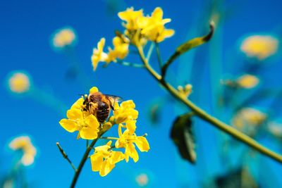 Close-up of bee pollinating on yellow flower