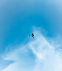 Directly below shot of silhouette bird and airplane in blue sky