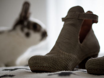 Close-up of shoe against rabbit at home
