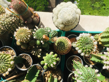 High angle view of succulent plants in yard