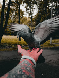 Low angle view of bird flying against trees