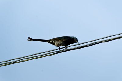 Low angle view of bird perching on cable