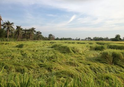 Scenic view of landscape against sky