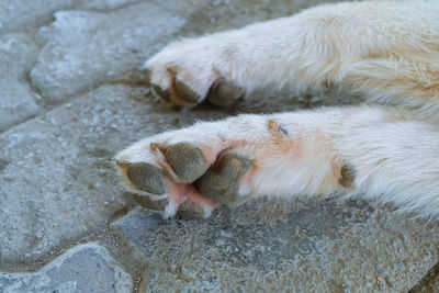 Close-up of a dog sleeping