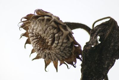 Close-up of over white background