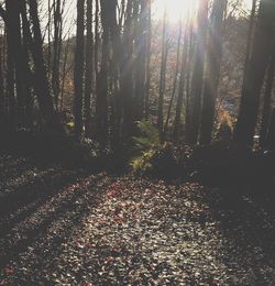 Trees in forest during autumn