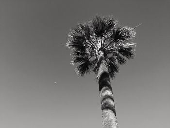 Low angle view of trees