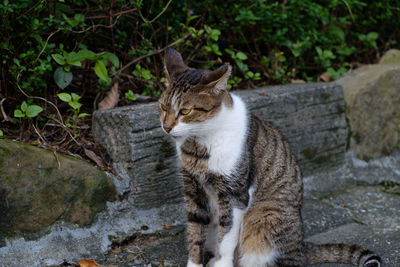 Cat sitting outdoors