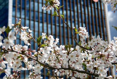 Close-up of white cherry blossoms in spring